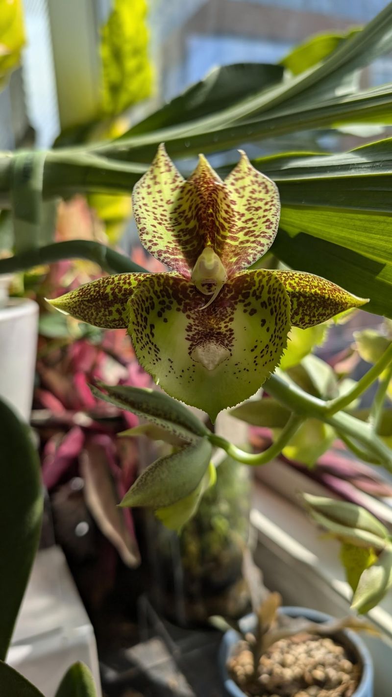 Catasetum