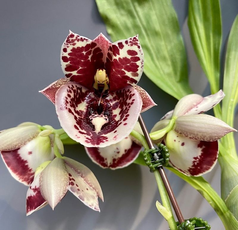 Catasetum Orchid