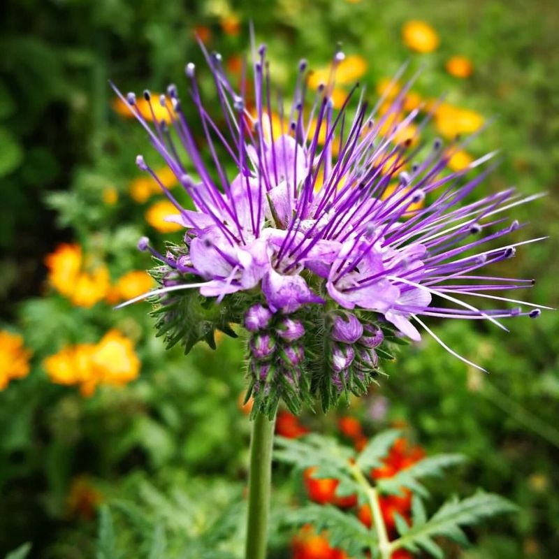 Caterpillar Phacelia