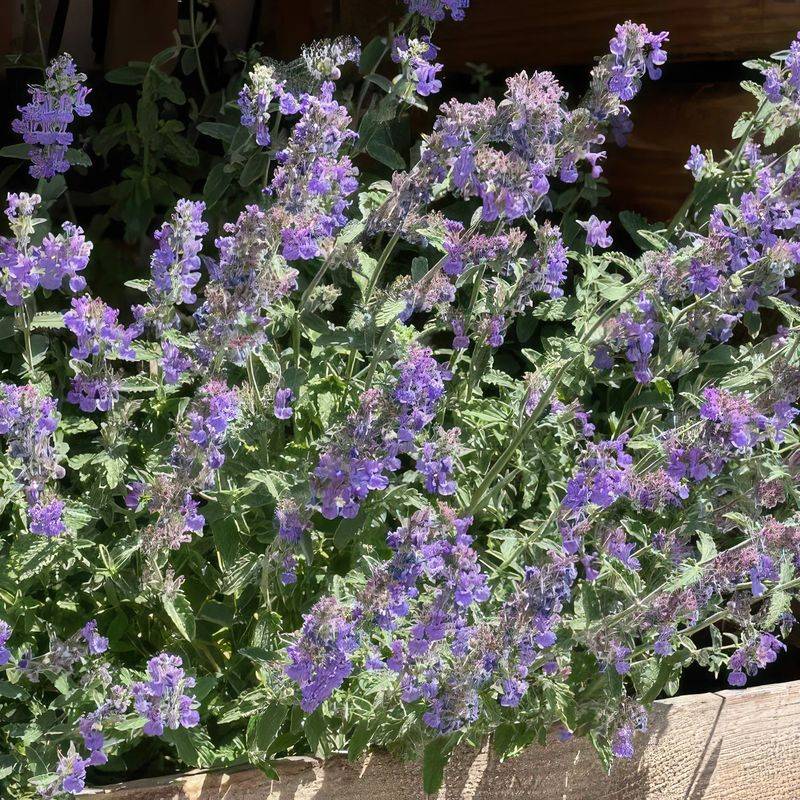 Catmint