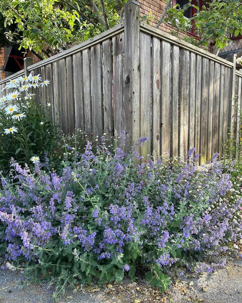 Catmint