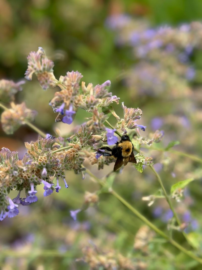 Catmint