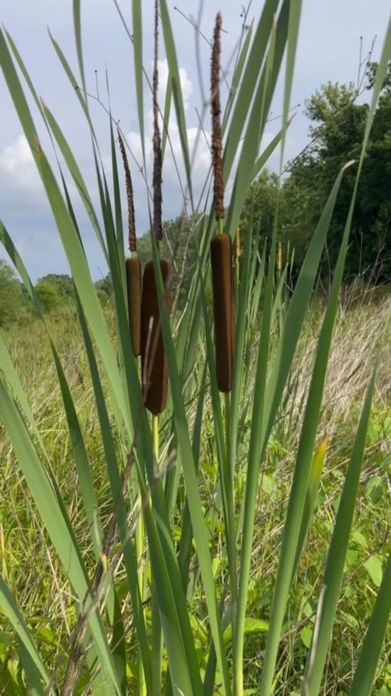 Cattail