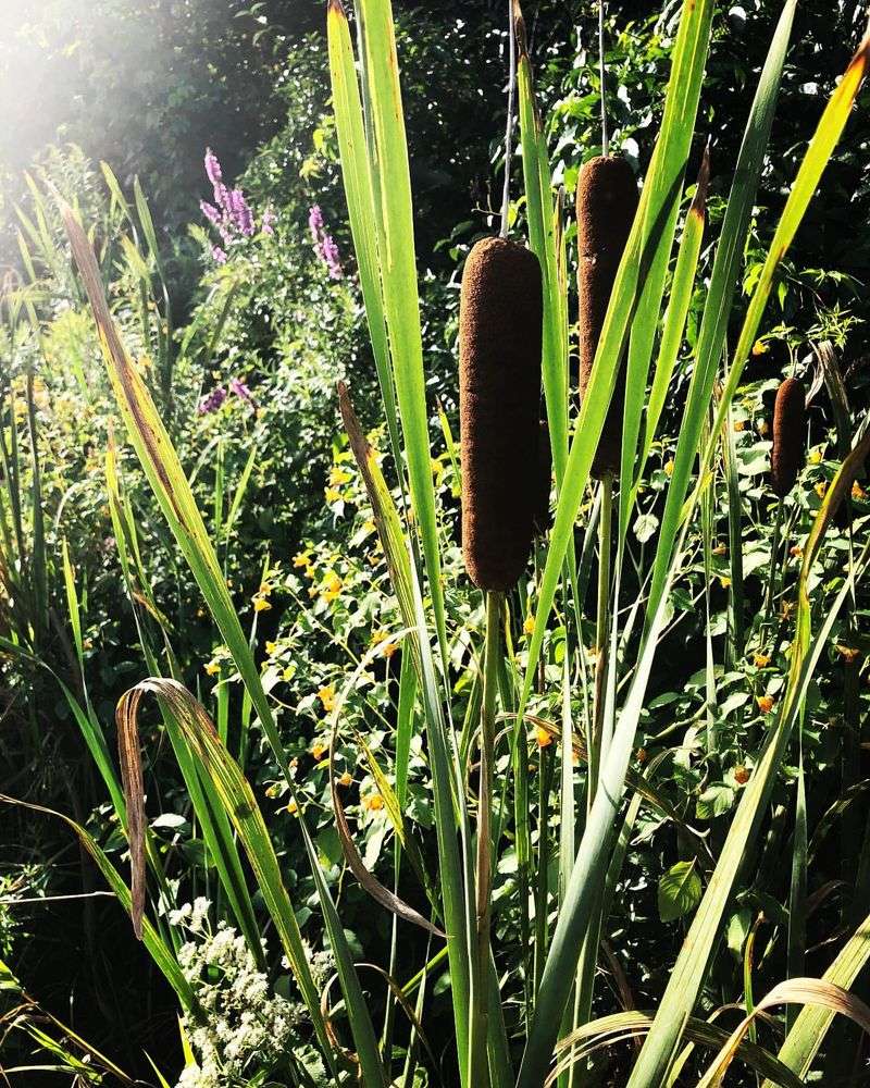 Cattail