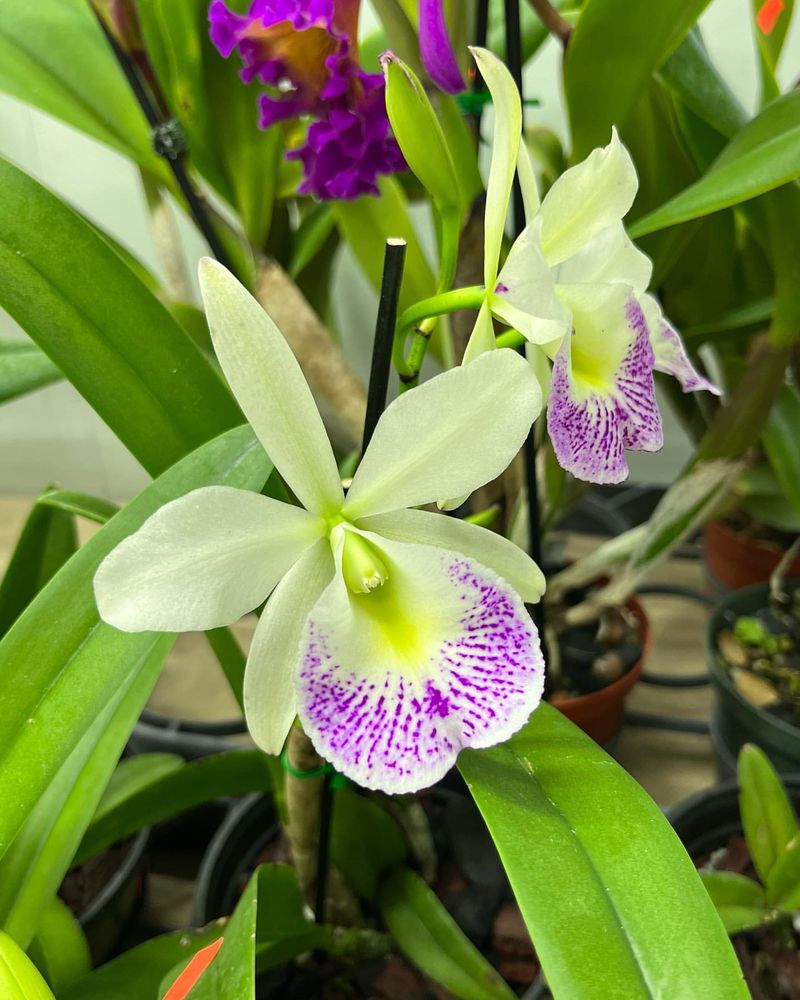 Cattleya