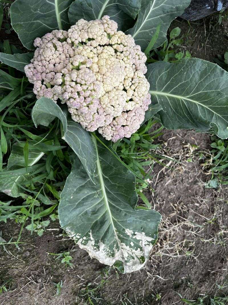 Cauliflower