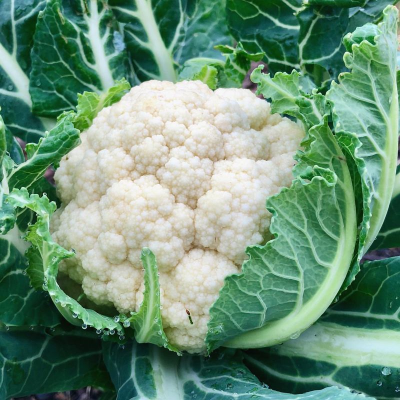 Cauliflower