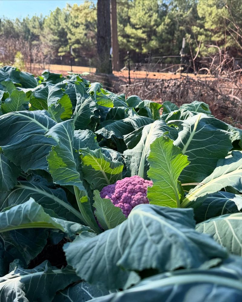 Cauliflower