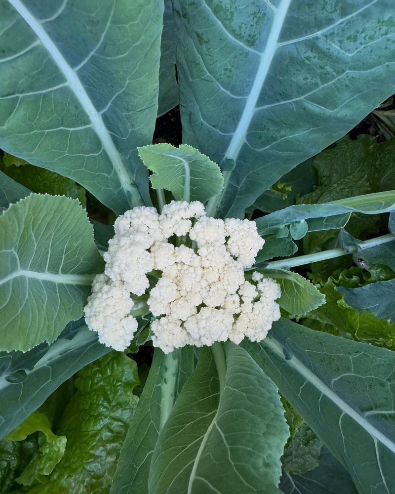 Cauliflower