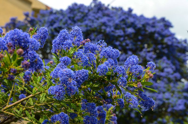 Ceanothus