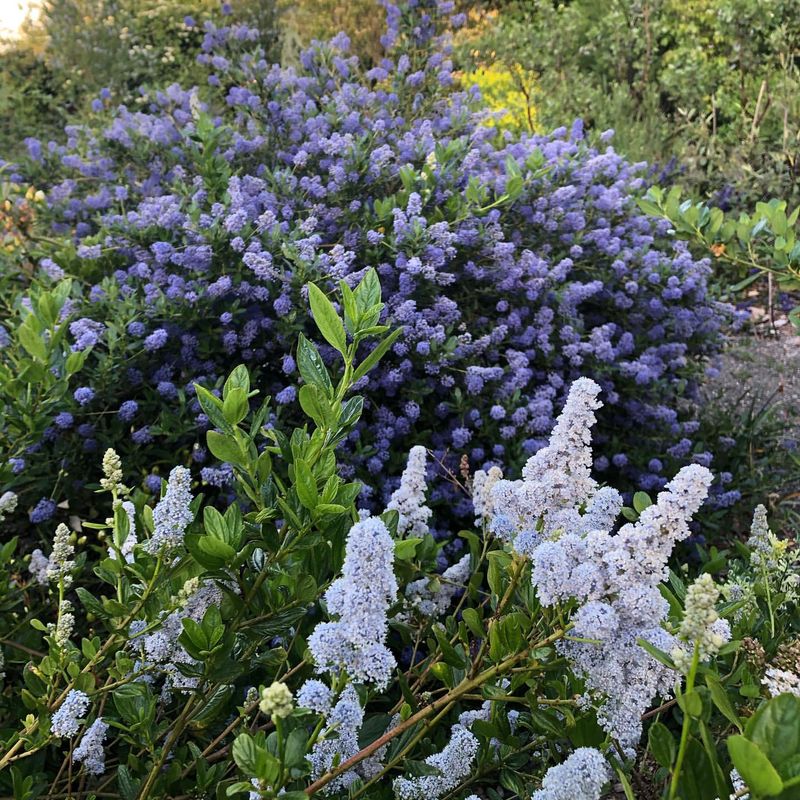 Ceanothus