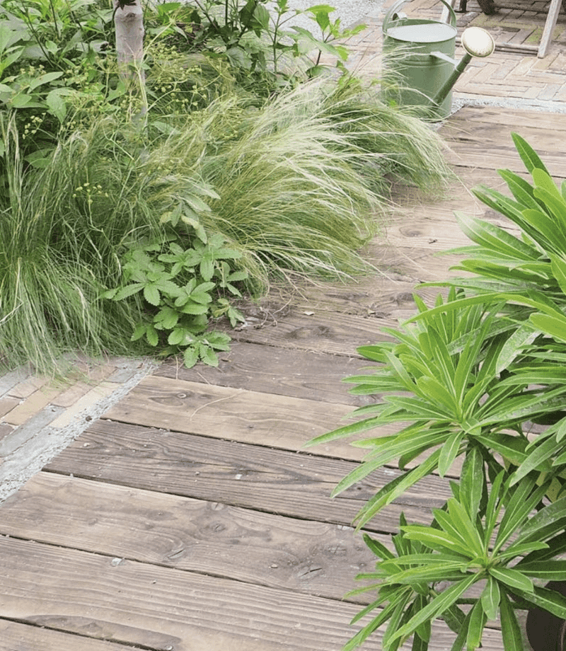 Cedar Plank Path