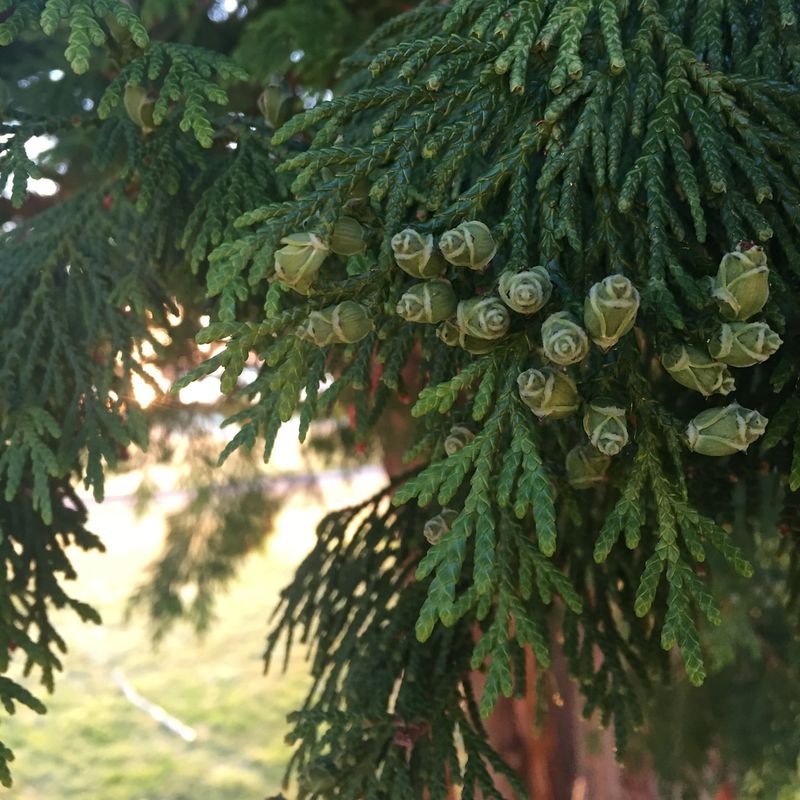 Cedar Tree