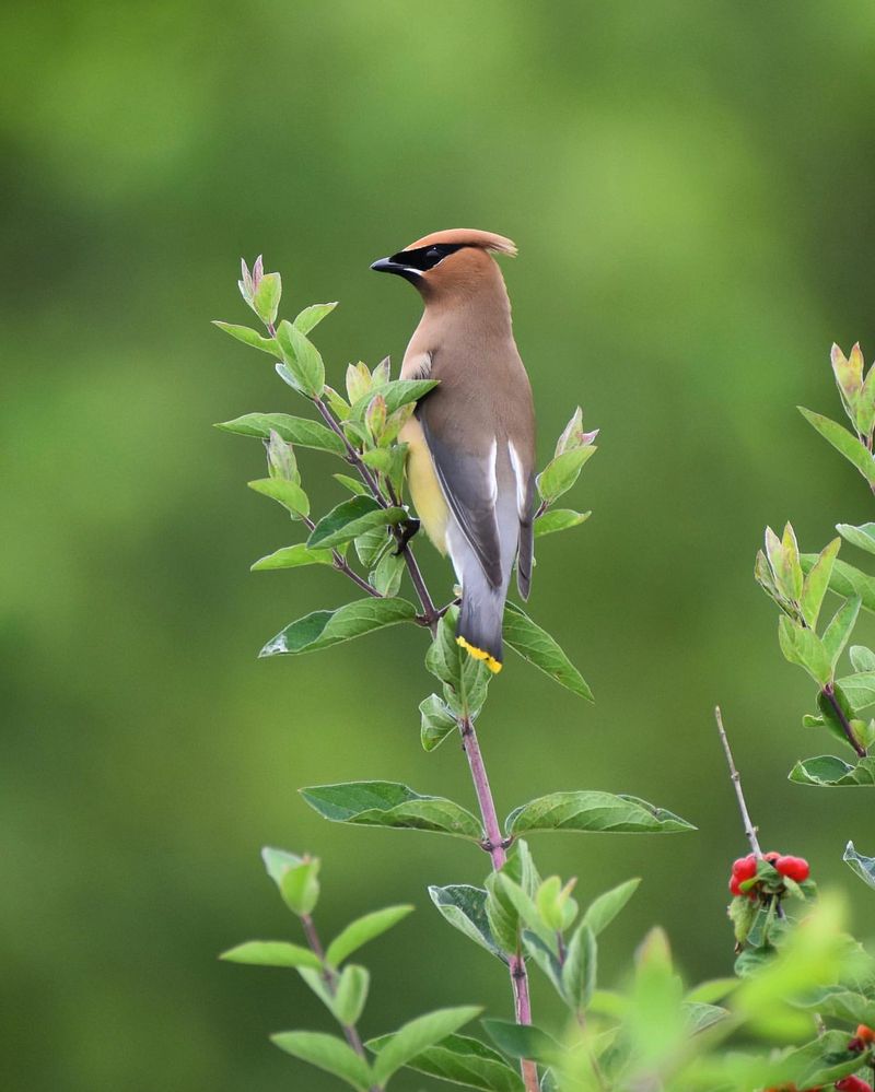 Cedar Waxwing