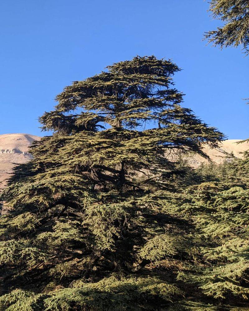 Cedar of Lebanon