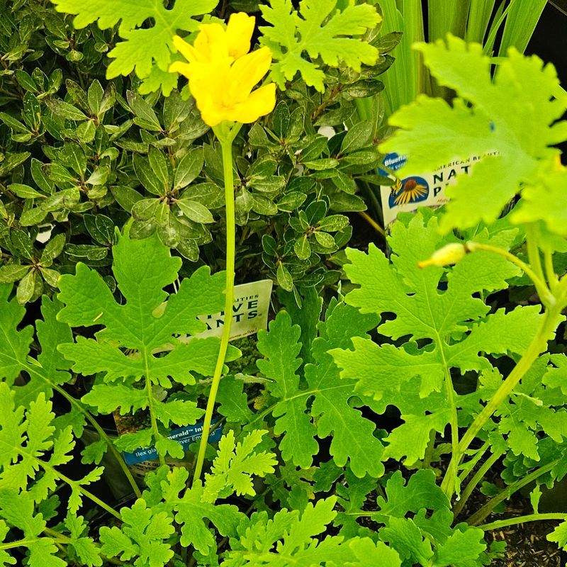 Celandine Poppy