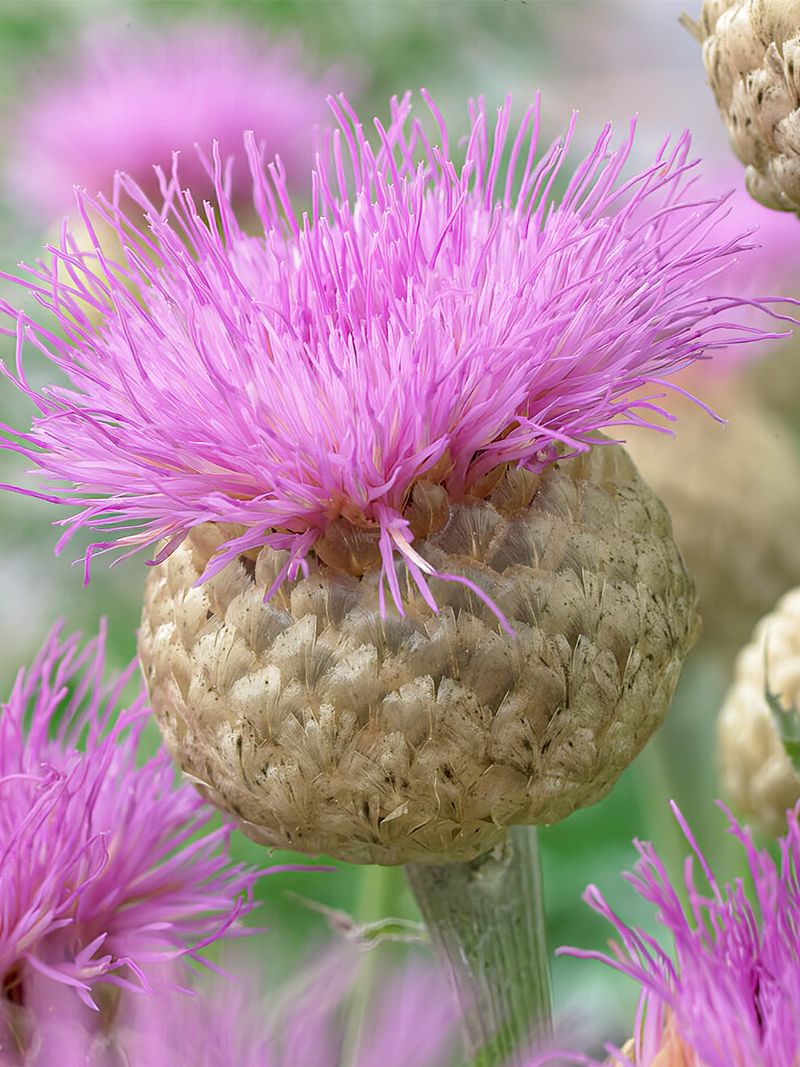 Centaurea