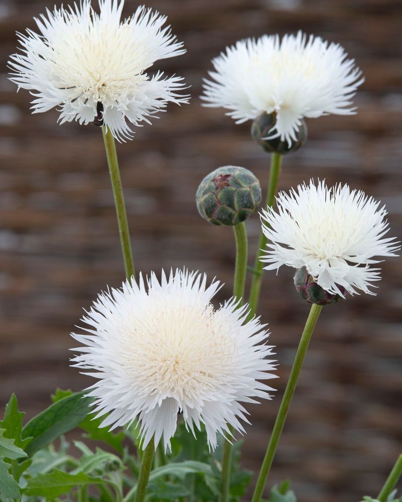 Centaurea