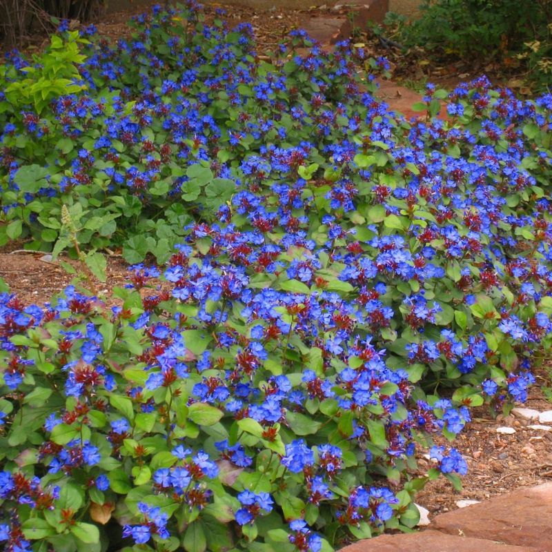 Ceratostigma Plumbaginoides