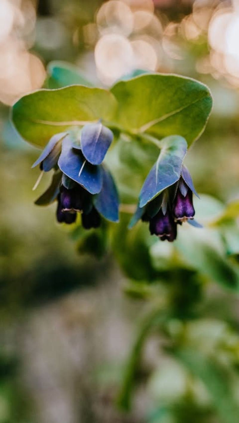 Cerinthe