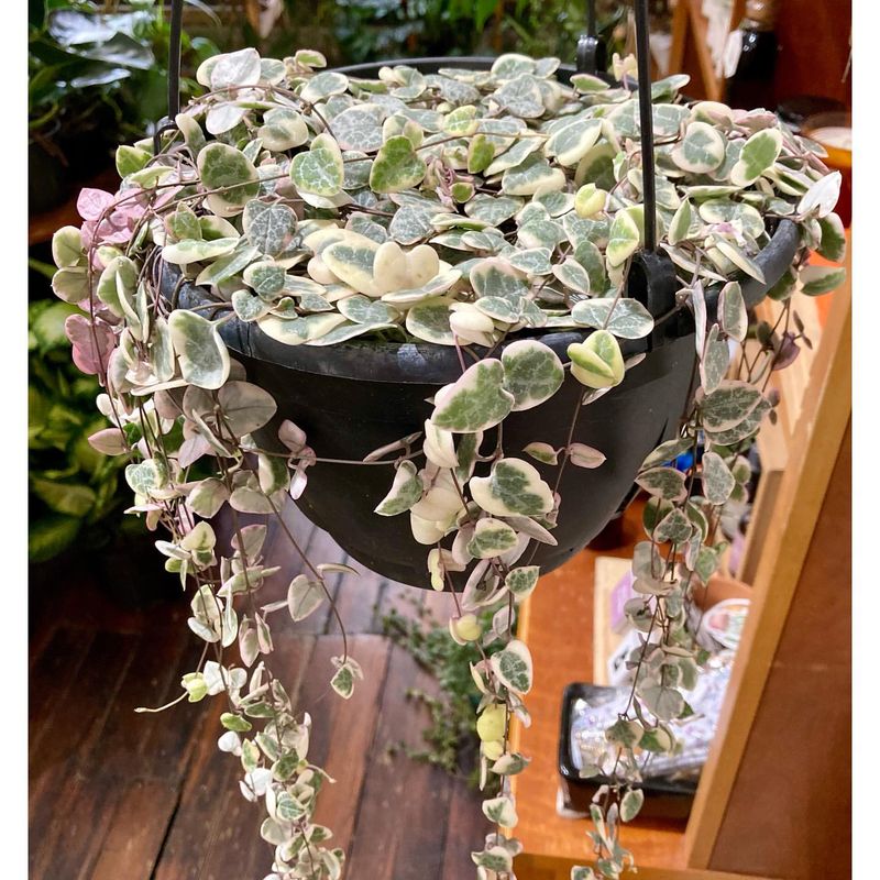 Chain of Hearts (Ceropegia woodii)