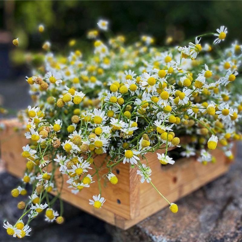 Chamomile