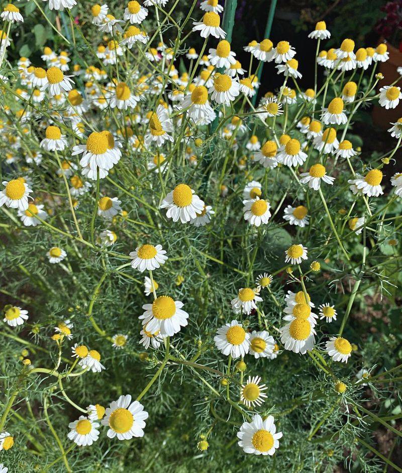 Chamomile