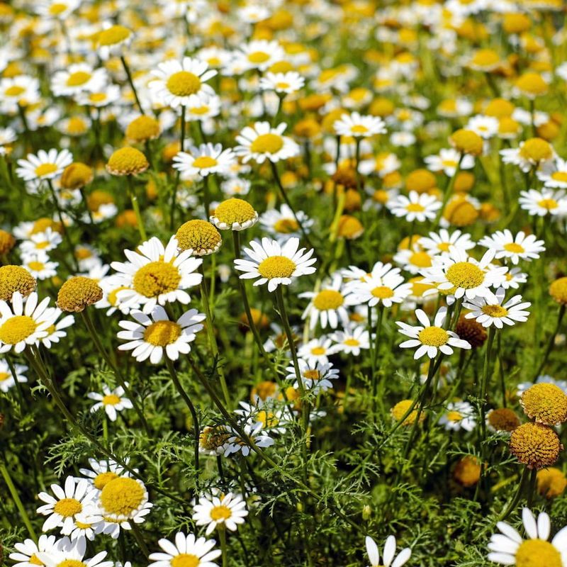 Chamomile