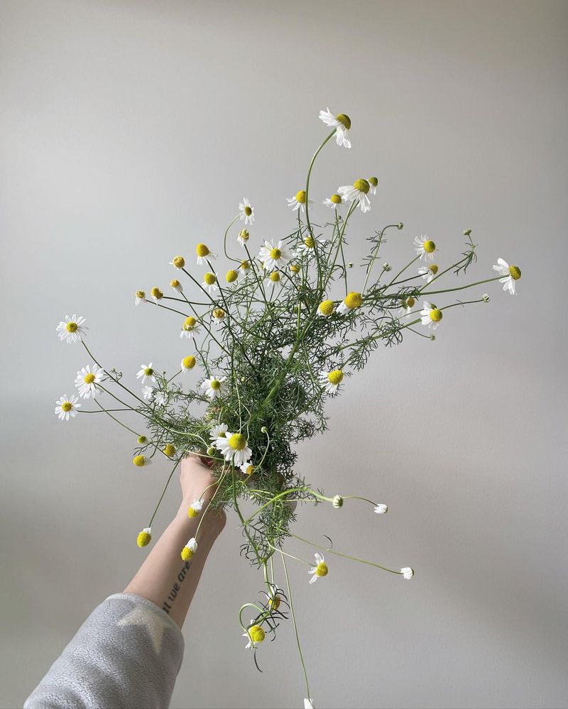 Chamomile