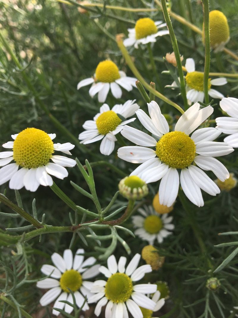 Chamomile