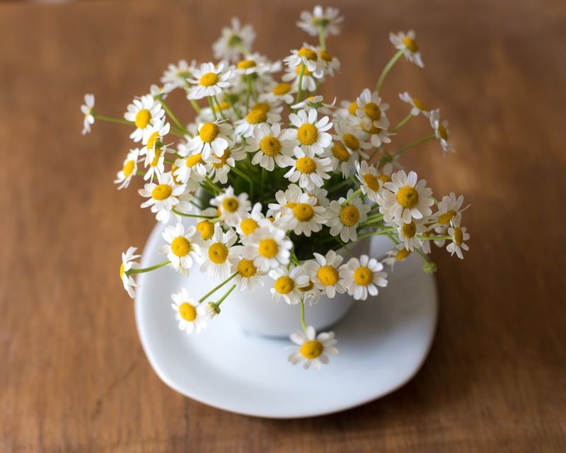 Chamomile