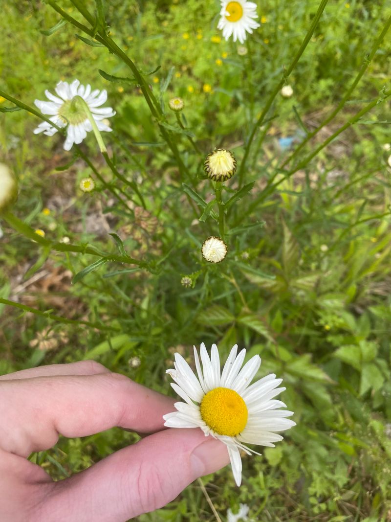 Chamomile