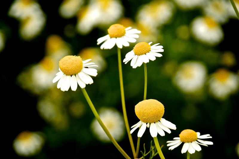 Chamomile