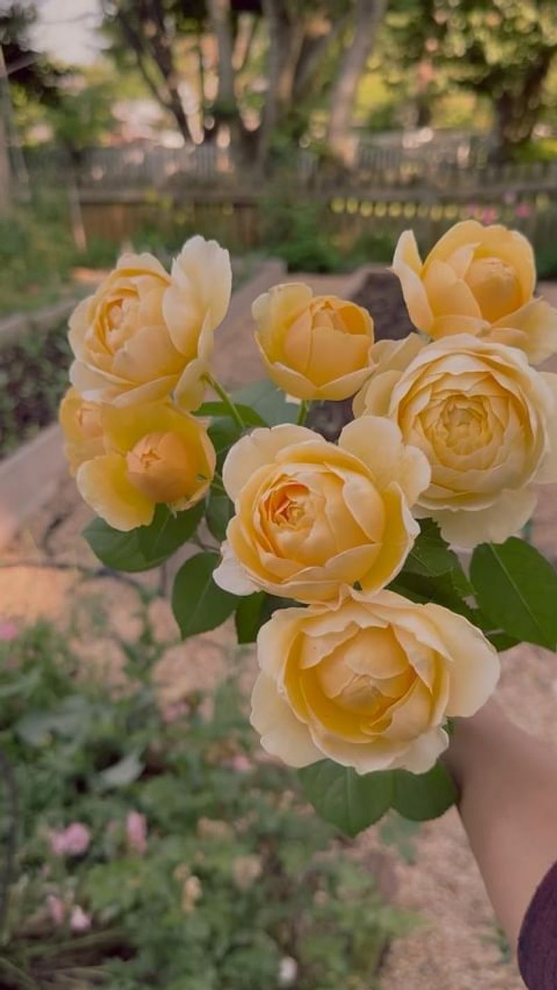 Charles Darwin Rose