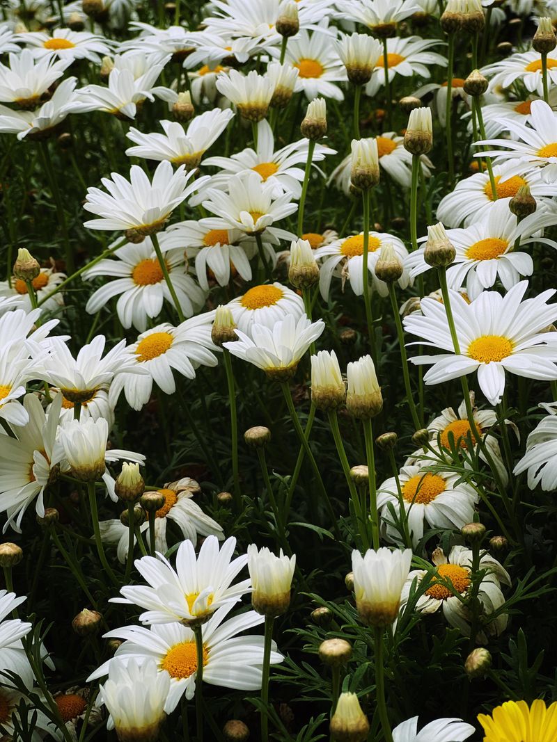 Charming Chamomile