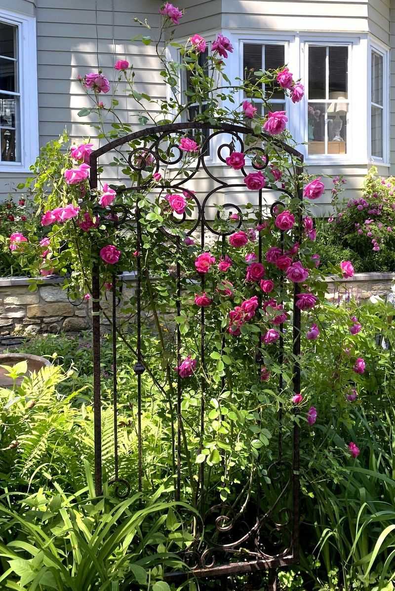 Charming Garden Trellises