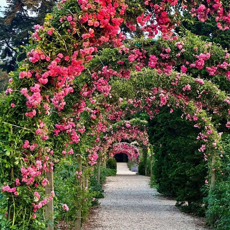 Charming Rose Arches