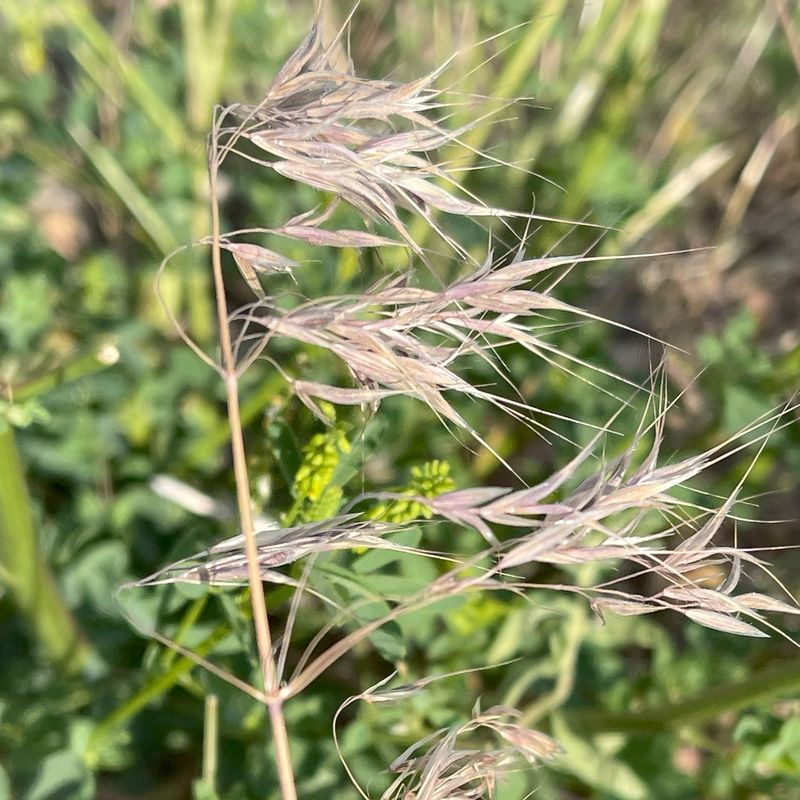 Cheatgrass