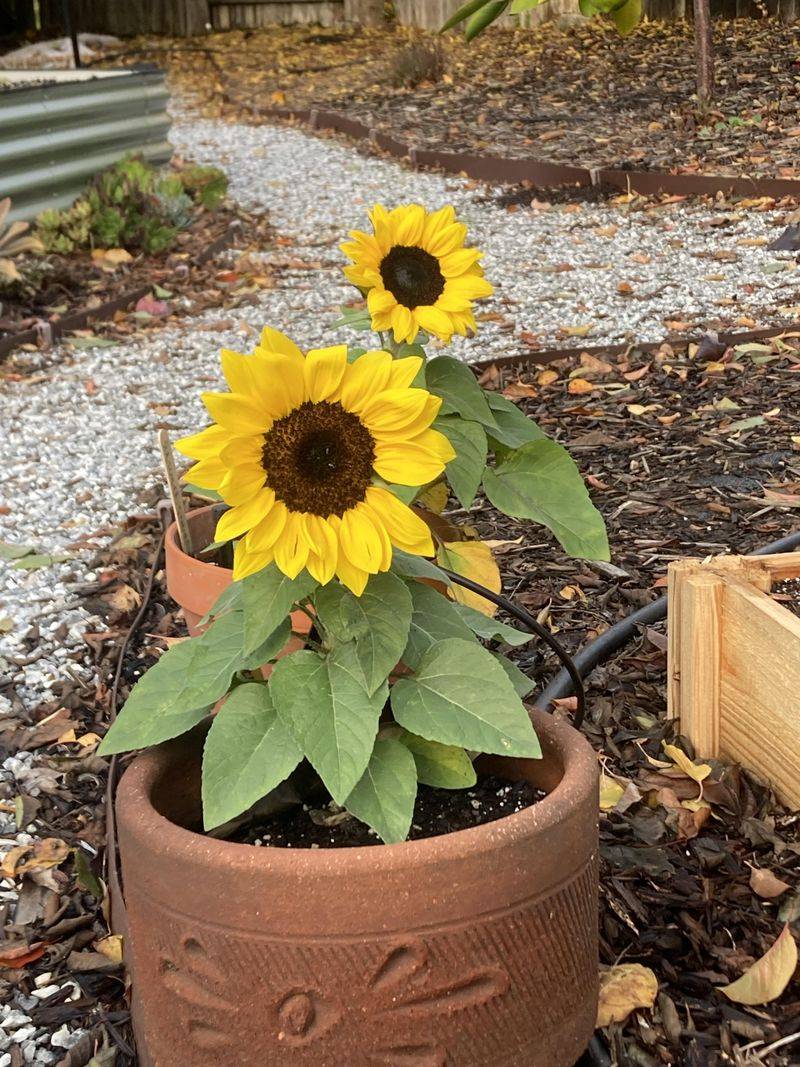 Cheerful Sunflowers