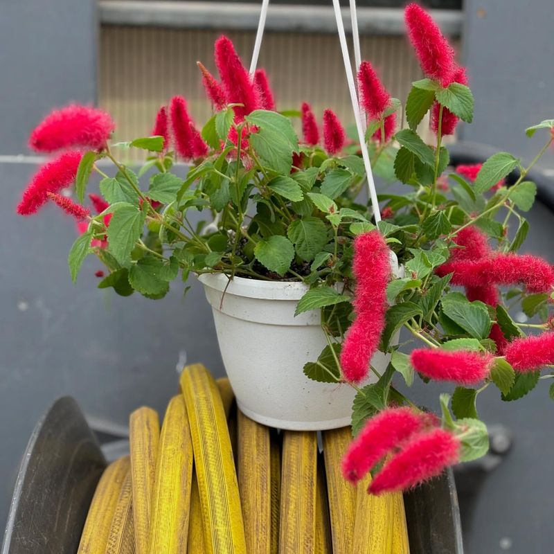 Chenille Plant