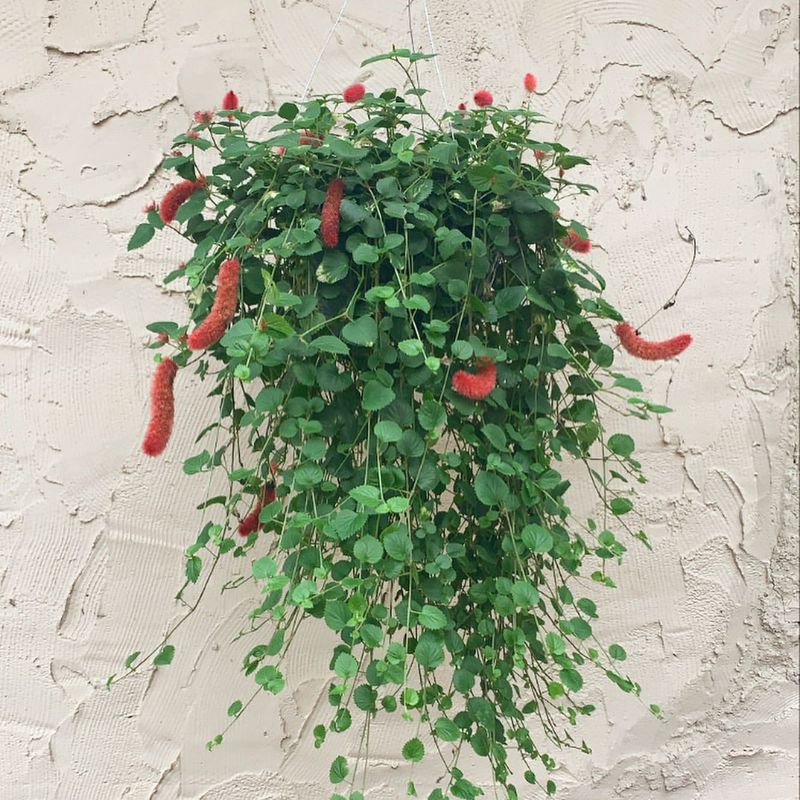 Chenille Plant (Acalypha hispida)