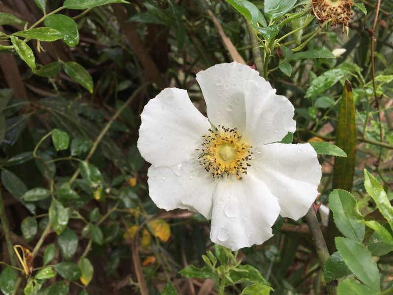 Cherokee Rose - Georgia