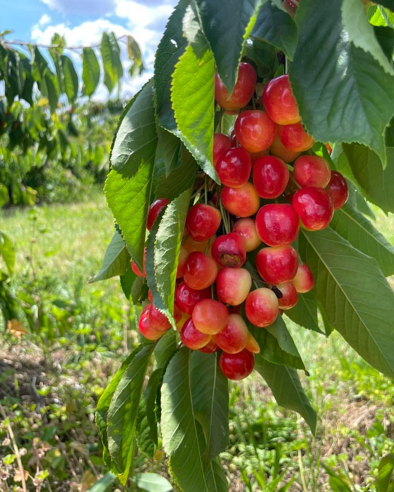 Cherries