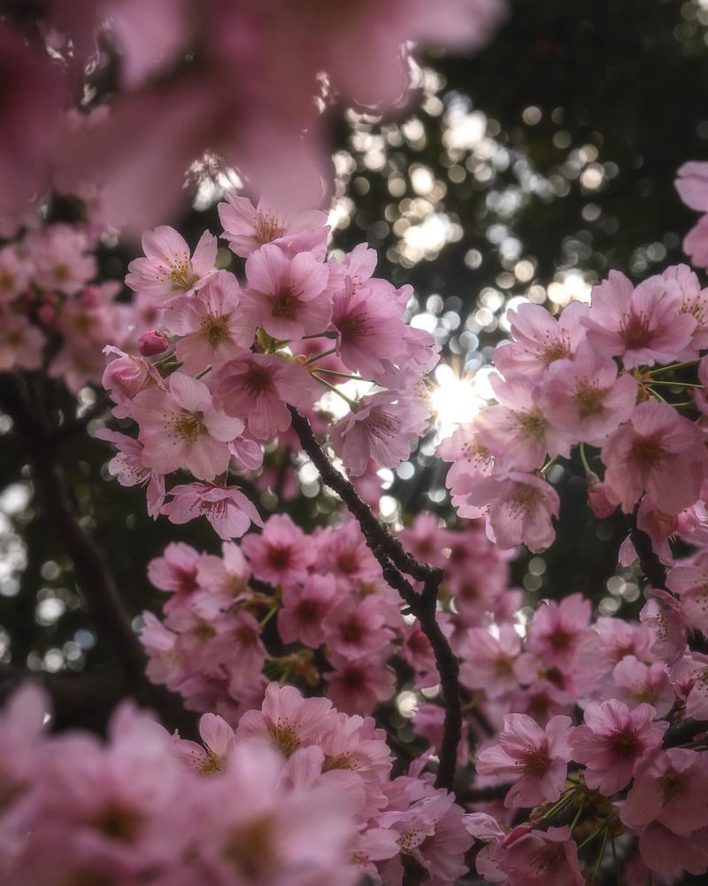 Cherry Blossom