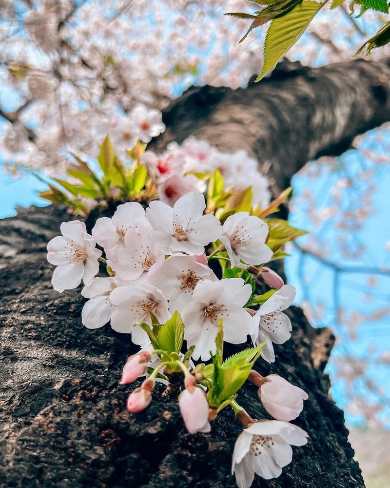 Cherry Blossom