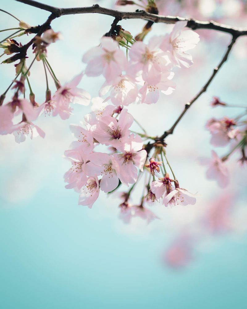 Cherry Blossom