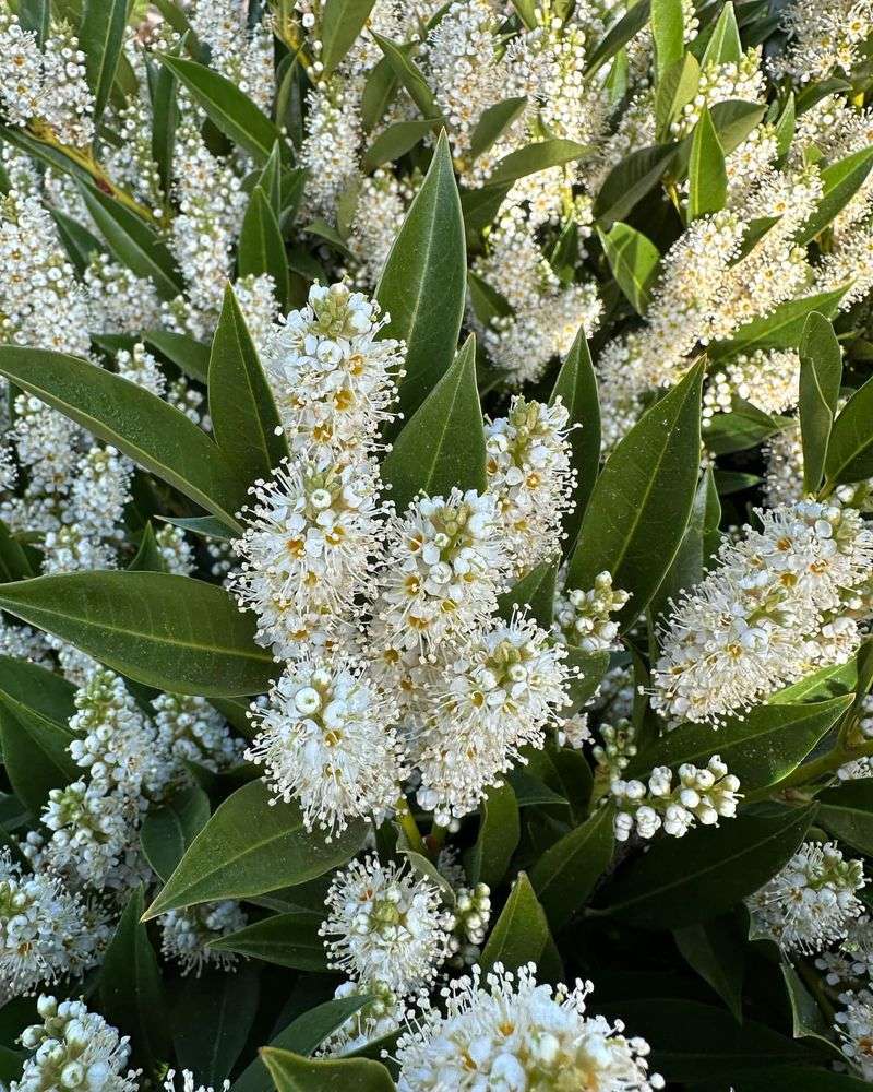 Cherry Laurel