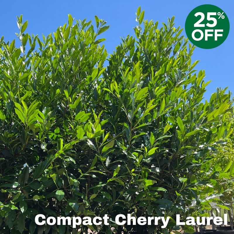 Cherry Laurel