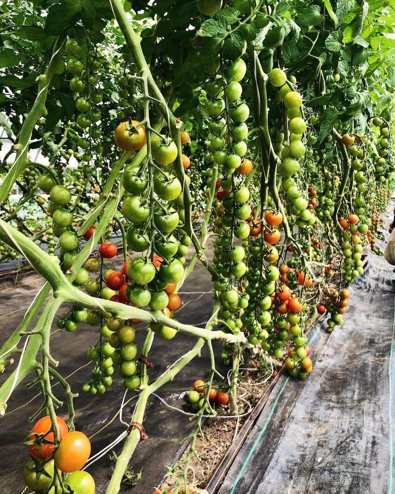 Cherry Tomatoes