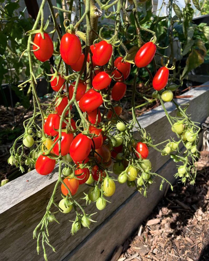 Cherry Tomatoes